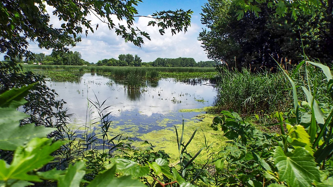 Hydrologically restored wetland